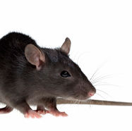 Mice & Rat Control You Can Trust