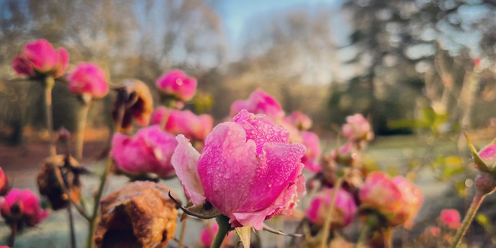 Initiation à la taille de rosier & arbuste, Les Jardiniers Bordois