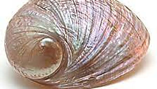 Madrepérola