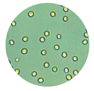 Chlorella