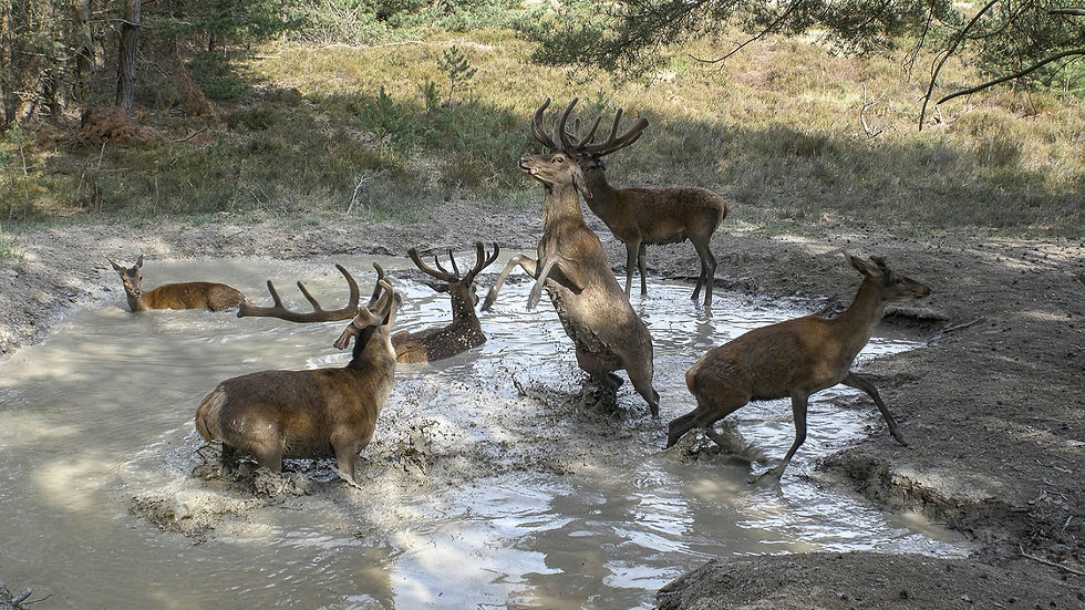 KINO AUF DEM LAND: Die geheime Welt der Tiere