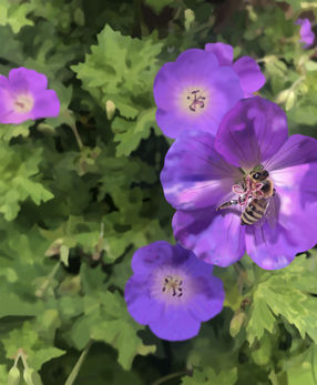 Bee_Flower_6 copy.jpg