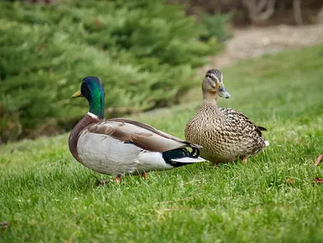 “Quack, Quack!"