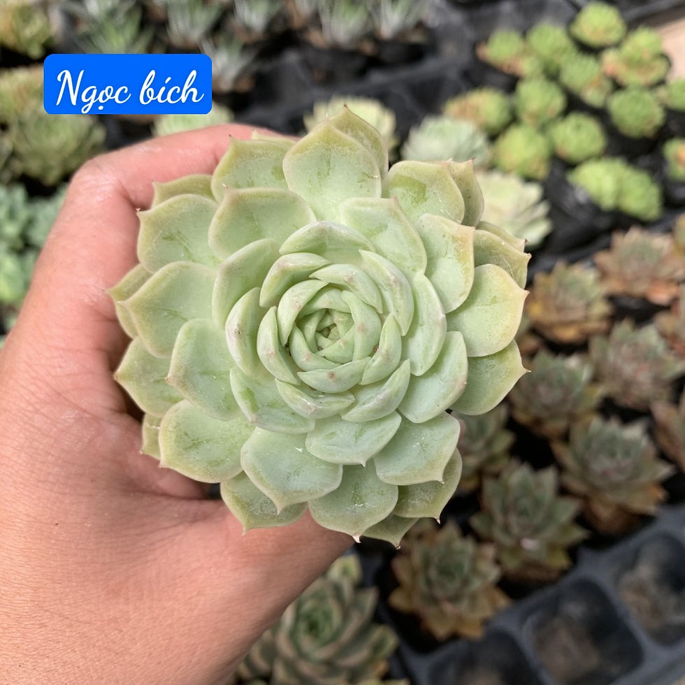 Hình thu nhỏ: Sen đá ngọc bích (size trung)