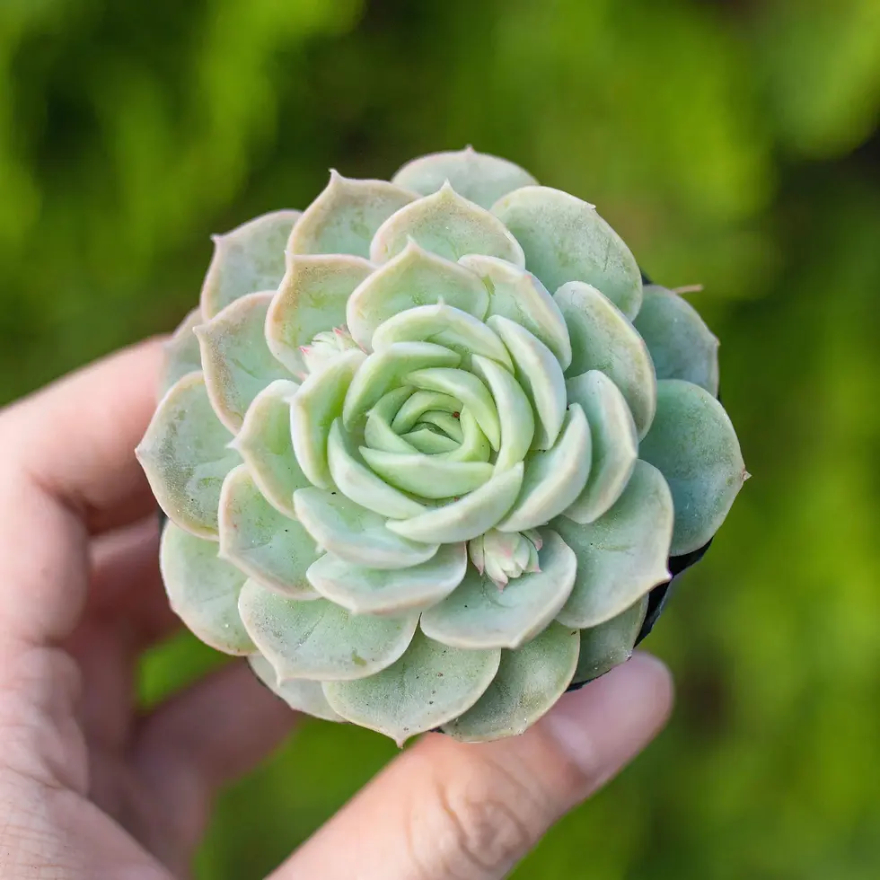 Hình thu nhỏ: Sen đá ngọc bích (size trung)