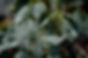 water droplets on Gum leaves_edited.jpg