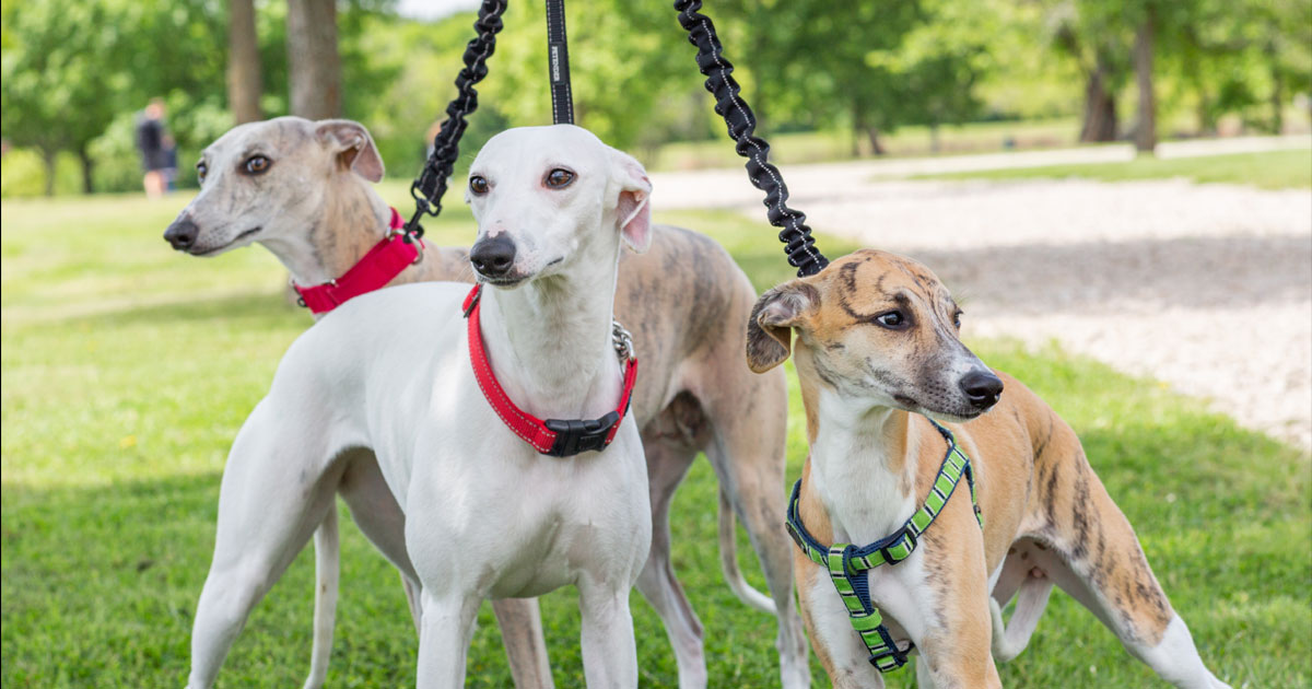 animal breeder jobs near me animal breeder jobs near me