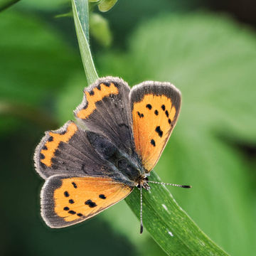 Small Copper Butterfly