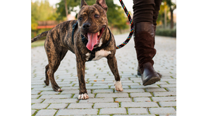 Dog Walking Tips for Pet Parents in the Crescenta Valley