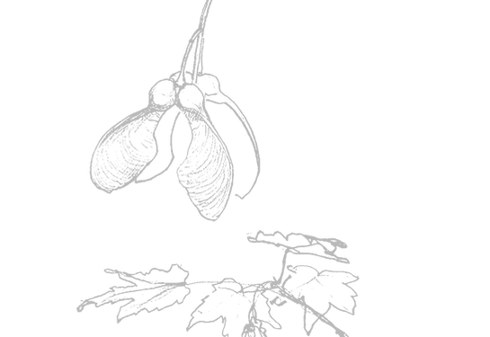 Akene - maison culinaire dessin