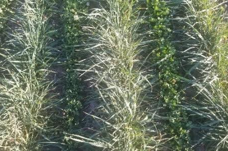 Evaluation of the ecosystem services and profitability of perennial grain crops for integrated grain and forage production in Alberta
