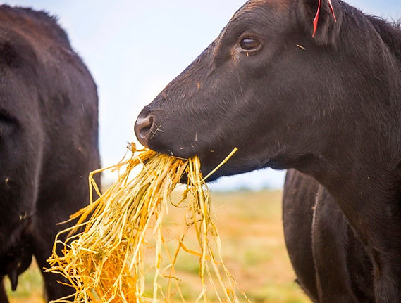 cow-hay-486918227-Thinkstock.jpg