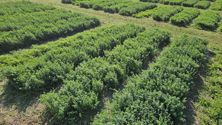 Longevity and Ecosystem Services of Perennial Forage Mixtures