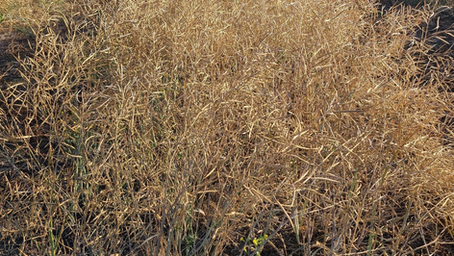 Exploring the merits of EcoTea™ seed treatment and foliar application on crop production 