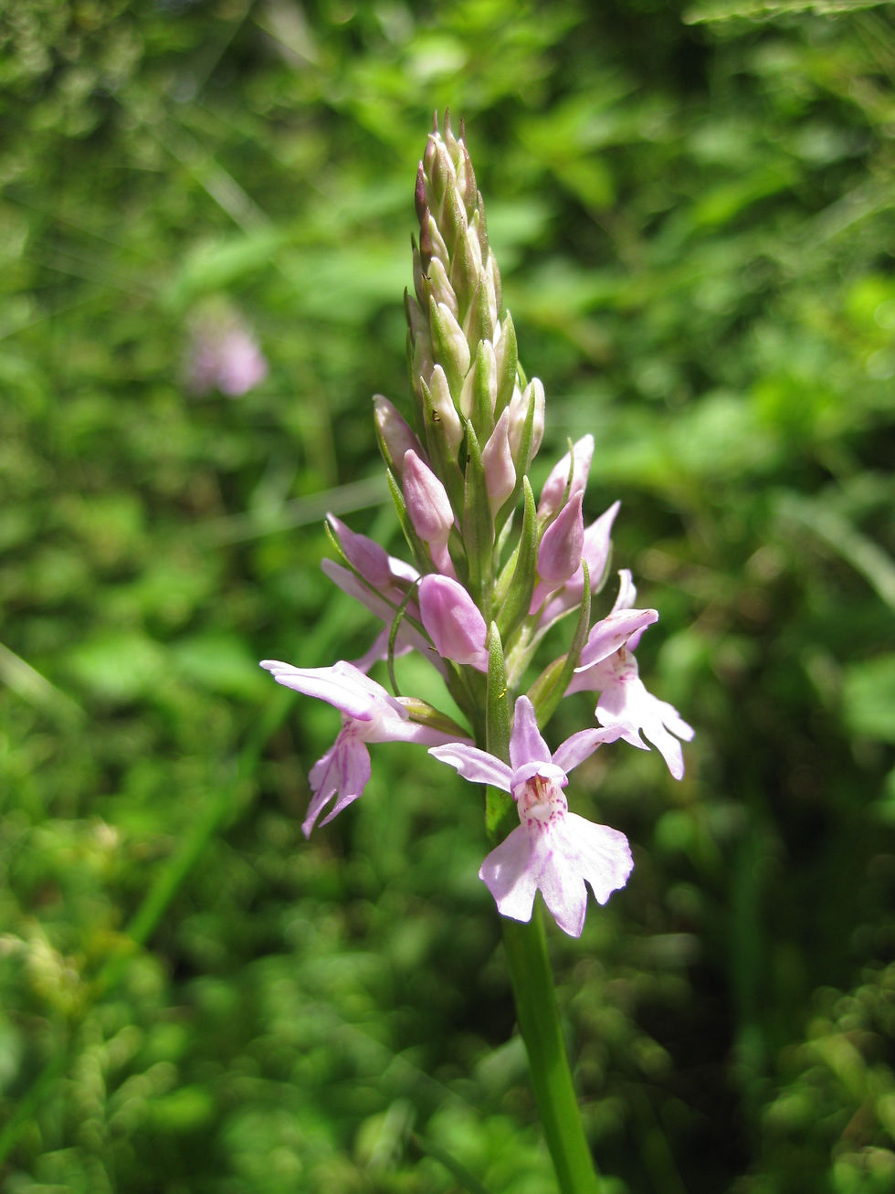 Common Spotted-orchid