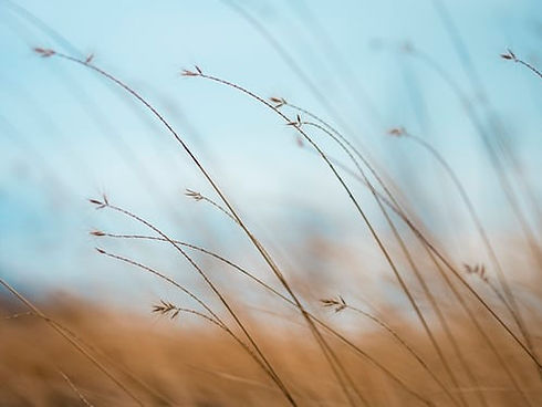 Grasses and Sky.jpg