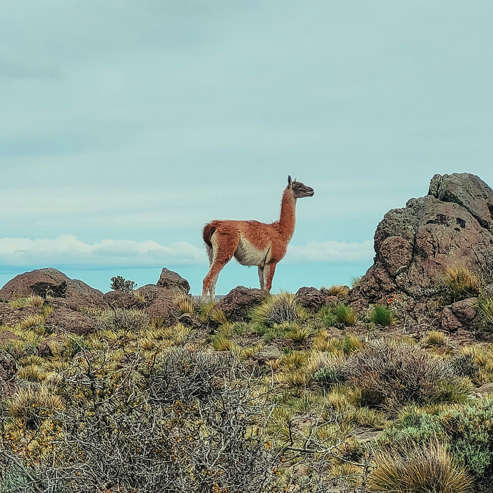 patagonia_animal.jpg