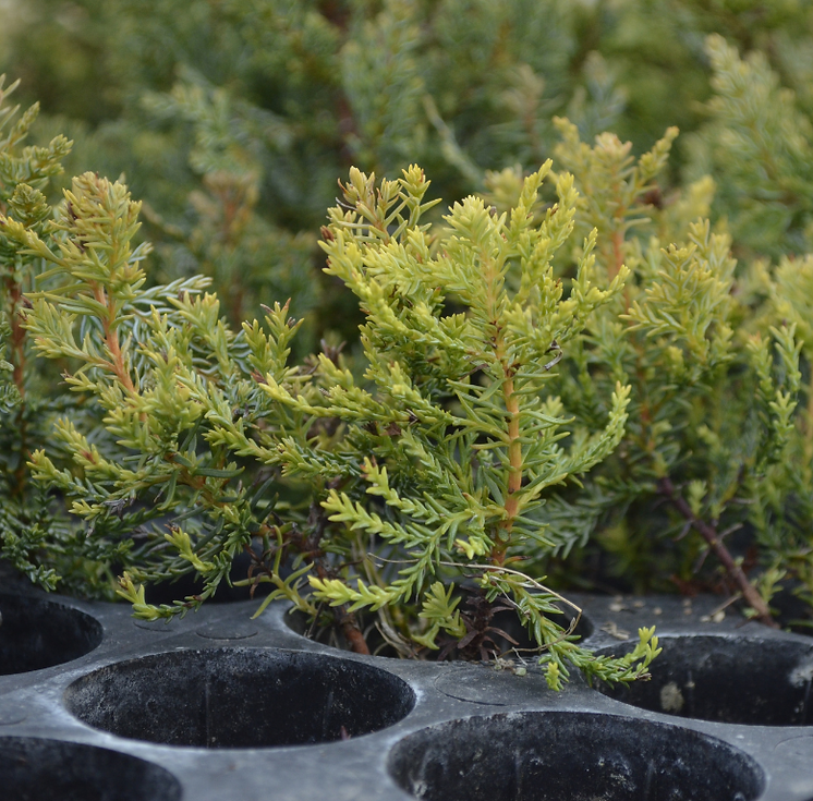1er-plano-plantines1.png
