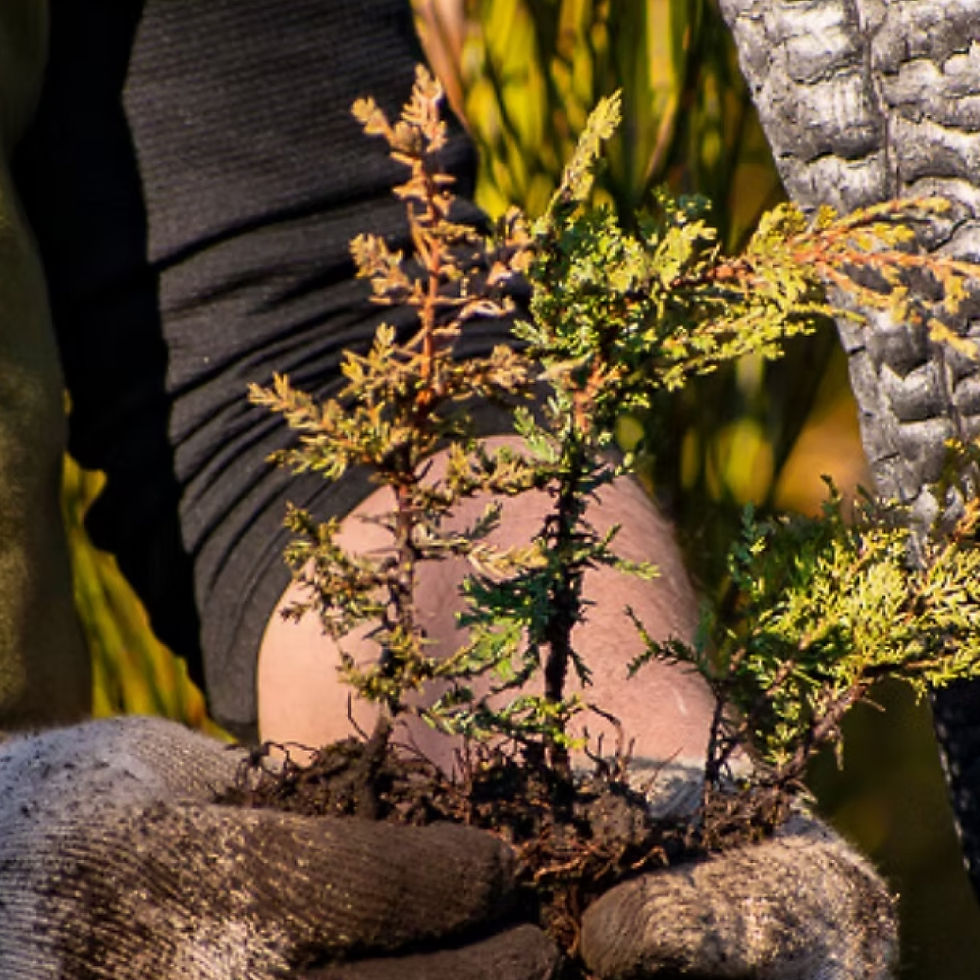 un producto un arbol.jpg