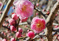 梅の花