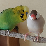 インコと文鳥