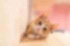 こちらを見ている猫