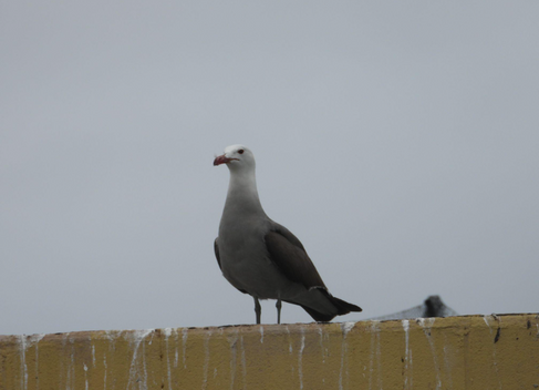 Heermann's Gull