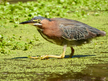 Green heron wading