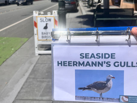 Heermann's Gulls flipbook