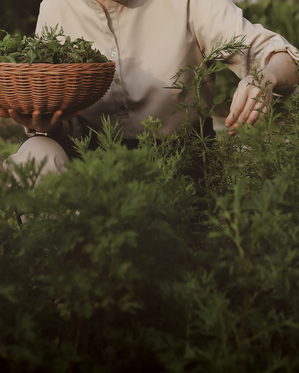 Hands-on cooking class in Hoi An: gathering fresh ingredients from the organic herb garden at The Merchant Restaurant Hoi An.
