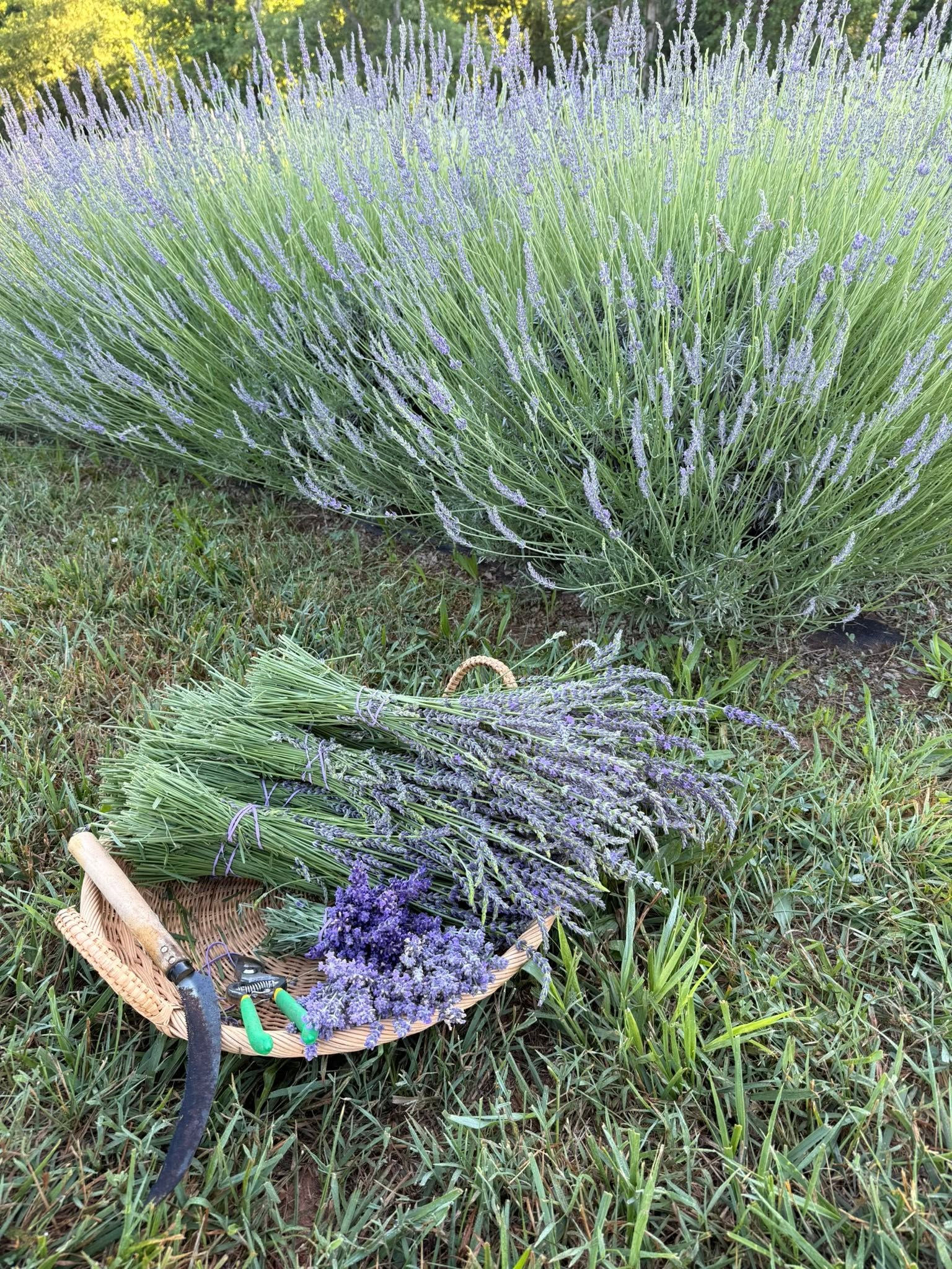 Fresh Cut Lavender