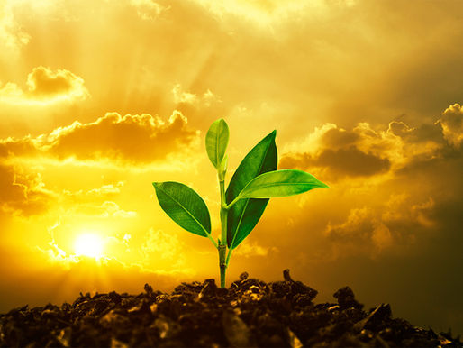 A green sprout rising from dark soil against a dramatic golden sky — symbol of healing, resilience, and building something new from the ashes.