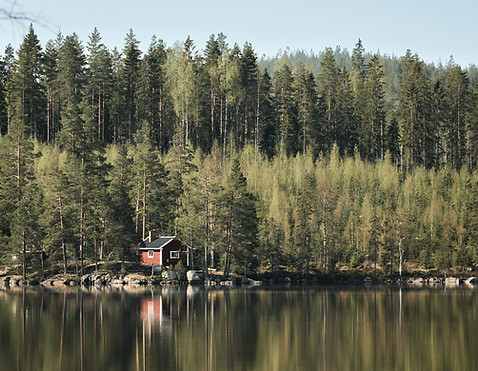 Wald mit Hütte in Schweden