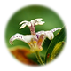 Toad_Lily.png