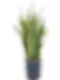 Miniature : sansevieria laurentii jardin du sénégal plante d'intérieur snake plant