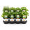 Miniature : Mix  Infusion 08 Herbes