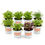 Miniature : Mix Sauce Verte 08 Herbes Potagères