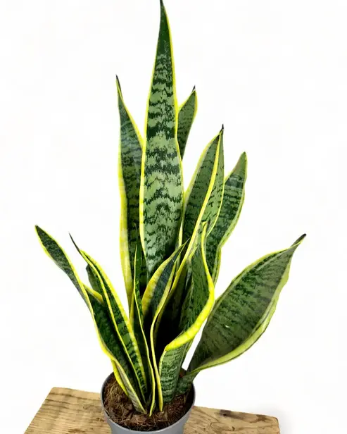 Miniature : Sanseveria Laurentii snake Plant Plante verte d'intérieur pour jardin maison , Balcon Terasse. Jardin du sénégal