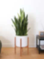 Miniature : Sanseveria Laurentii snake Plant Plante verte d'intérieur pour jardin maison , Balcon Terasse. Jardin du sénégal