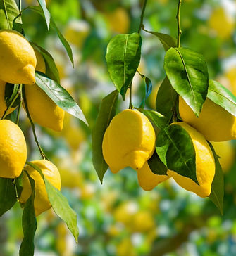 arbres fruitiers _ Jardin du Sénégal