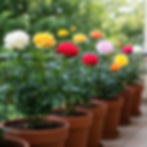 Rosiers en pots