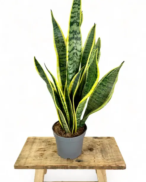 Miniature : Sansevieria laurentii plante d'intérieur Jardin du Sénégal