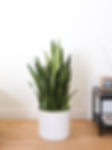 Miniature : Sanseveria Laurentii snake Plant Plante verte d'intérieur pour jardin maison , Balcon Terasse. Jardin du sénégal