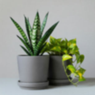 Duo Pothos Sansevieria
