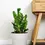 Miniature : Zamioculcas Zamiifolia ZZ plant  Jardin du Sénégal plante d'intérieur