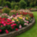 Rosiers en parterre
