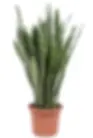 Miniature : sansevieria  zeylanica jardin du sénégal plante d'intérieur Snake plant