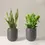 Miniature : Zamioculcas ZZ plant Sansevieria Jardin du Sénégal plante d'interieur