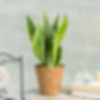 Miniature : Duo Pothos Sansevieria