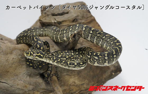 CB仔ヘビ販売について | ジャパン・スネークセンター